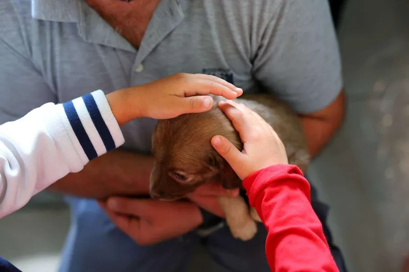 Bodrum Belediyesi Sokak Hayvanları İçin Kapsamlı Çalışmalar Yürütüyor